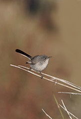 A black-tailed gnatcatcher pauses for a brief moment in Tucson, Arizona