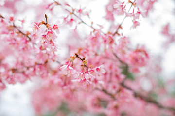 Beginning of spring. Branches of blooming cherry tree with pink flowers