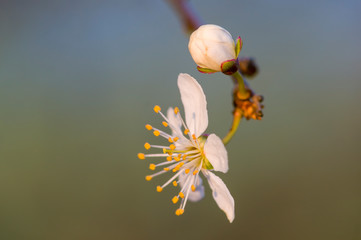 Fresh fruit blossom bud in the spring season
