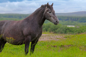 Obraz premium The beautiful black horse is standing in the pasture on a cloudy day.