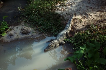 Horizontal photo of the crocodile entering the water in the jungle. Wild alligator. Danger, wildlife, safari concept.