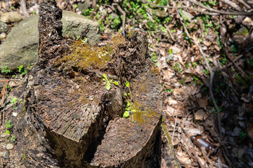 朽ちた切り株
