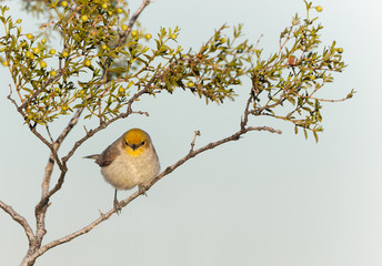 A verdin alights on a branch in the Sonoran desert of Arizona