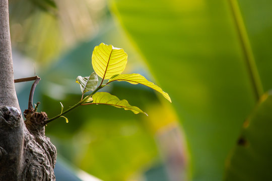 Close up of Mitragyna speciosa leaf. Kratom is Thai herbal which encourage health.