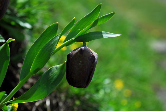 Kackarlar National Park ( Endemic Plants and flowers )  Rize Turkey