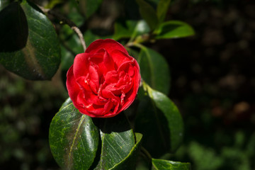 Camellia japonica, Kamelie, found in the botanical garden