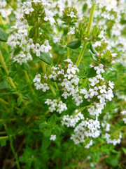 Breckland Thyme, Thymus serpyllum, Thymus vulgaris, Common Thyme, Whole thyme. Fresh green thyme herb blooming with pink flowers growing in the garden. Selective focus, close up, still life.