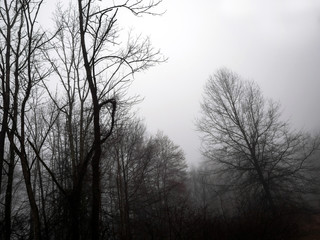 Bleak Forest