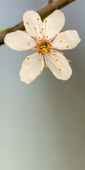 Fresh fruit blossom bud in the spring season