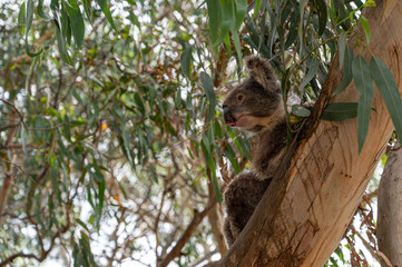 Koala, Phascolarctos cinereus, awake on a tree branch of Eucalyptus tree, Kennett River, Victoria, Australia