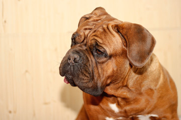 Big dog. French mastiff with black mask.