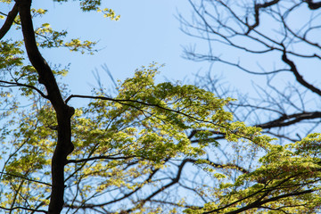 初夏の陽気　緑色の紅葉　日差しを浴びる