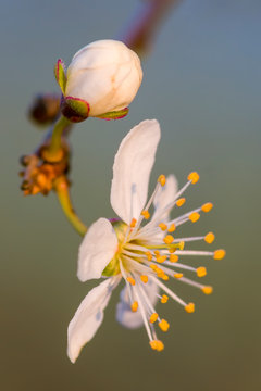 Fresh Fruit Blossom Bud In The Spring Season
