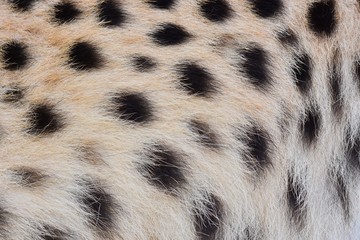 black dot on the cheetah  