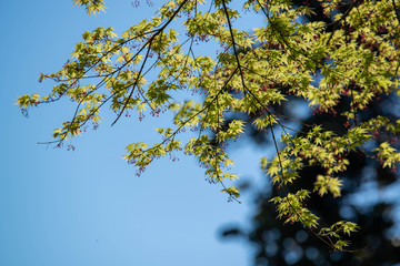初夏の陽気　緑色の紅葉　日差しを浴びる