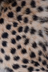 black dot on the cheetah  