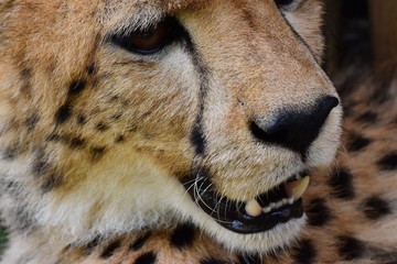 Skin patterns on Cheetah's face