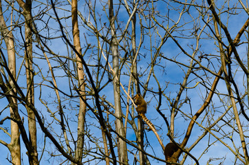 Nasenbär am Baum