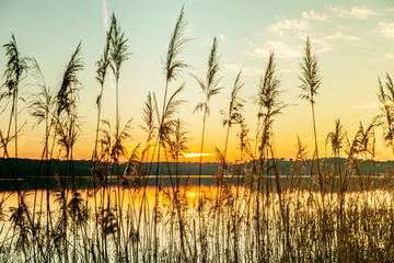 Nature lake with reed Silhouette at sunset scenery