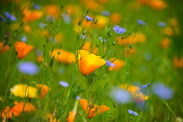 Kalifornischer Mohn Eschscholzia californica Goldmohn Kappenmohn Schlafmützchen Wiese Blumen...