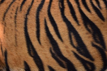 The skin is smooth, tying the black stripes of the Bengal tiger.