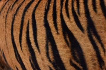Fototapeta na wymiar The skin is smooth, tying the black stripes of the Bengal tiger.