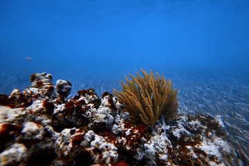 Underwater world. Tropical transparent ocean. Still Calm Sea Water Surface With Clear Sky And Underwater World Discovered.