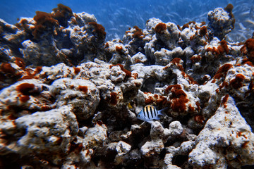 Underwater world. Tropical transparent ocean. Still Calm Sea Water Surface With Clear Sky And Underwater World Discovered.