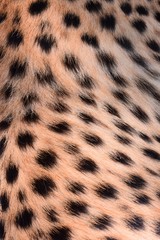 black dot on the cheetah  