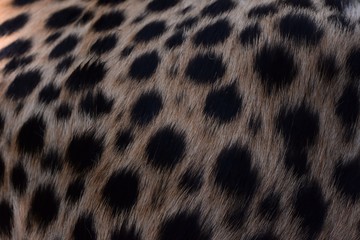 black dot on the cheetah  