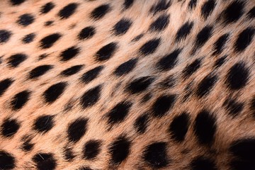 black dot on the cheetah  