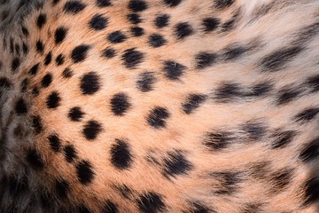 black dot on the cheetah  