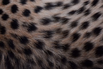 black dot on the cheetah  