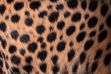black dot on the cheetah   © suntisook