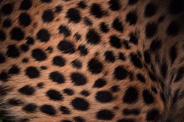 black dot on the cheetah  