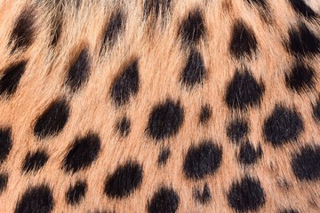 black dot on the cheetah  