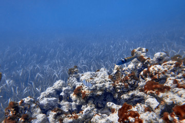 Underwater world. Tropical transparent ocean. Still Calm Sea Water Surface With Clear Sky And Underwater World Discovered.