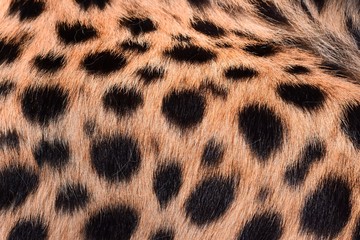 black dot on the cheetah  