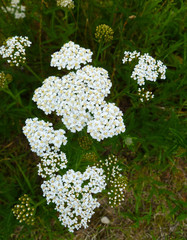 Common Yarrow (Achillea millefolium) white flowers close up on green blurred grass floral background, selective focus. Medicinal wild herb Yarrow. Healing plants concept. 