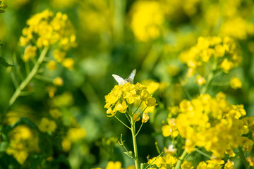 Obraz premium 菜の花