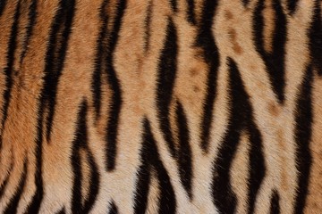 Fototapeta na wymiar The skin is smooth, tying the black stripes of the Bengal tiger.