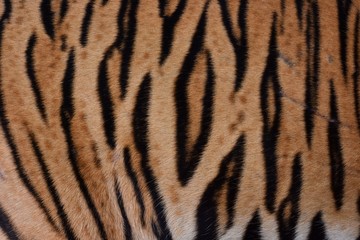 The skin is smooth, tying the black stripes of the Bengal tiger.