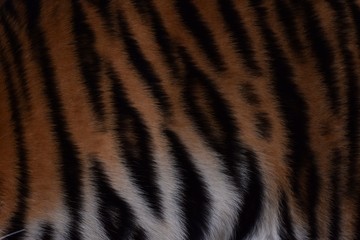 The skin is smooth, tying the black stripes of the Bengal tiger.
