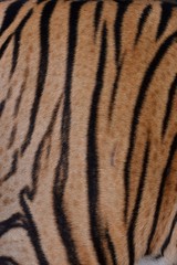 The skin is smooth, tying the black stripes of the Bengal tiger.