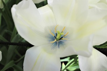 Macro closeup shot - pollen of white lily 