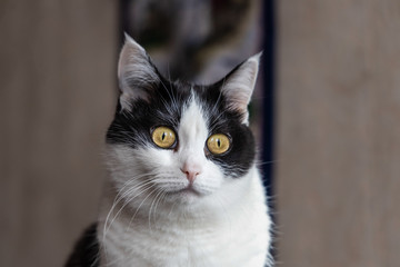 Portrait of a beautiful adult young black and white cat with big yellow eyes is on the blurred beige background