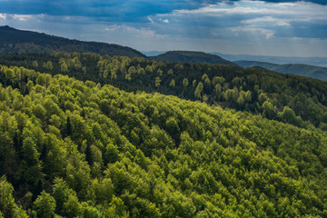Landscape of forest where are fresh green leaves. Spring view on the forest.