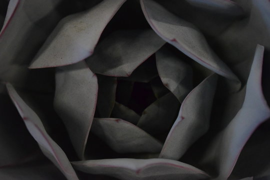 Cactus y Suculentas