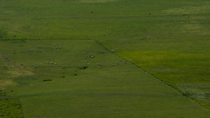 Sheeps on large green meadow. Minimalism of  grazed sheeps.