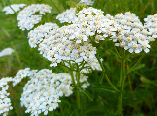 Common Yarrow (Achillea millefolium) white flowers close up on green blurred grass floral background, selective focus. Medicinal wild herb Yarrow. Healing plants concept. 